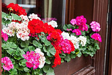 《DOTA2》IG战队前五号位Oli加盟东南亚战队Tylon